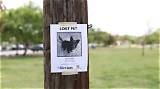 Discover Lost and Found Pets on Long Island: a Comprehensive Directory