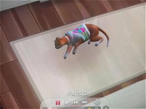 The Heartbreaking Death of Nikki Catsource: a Tribute to a Beloved Feline Advocate